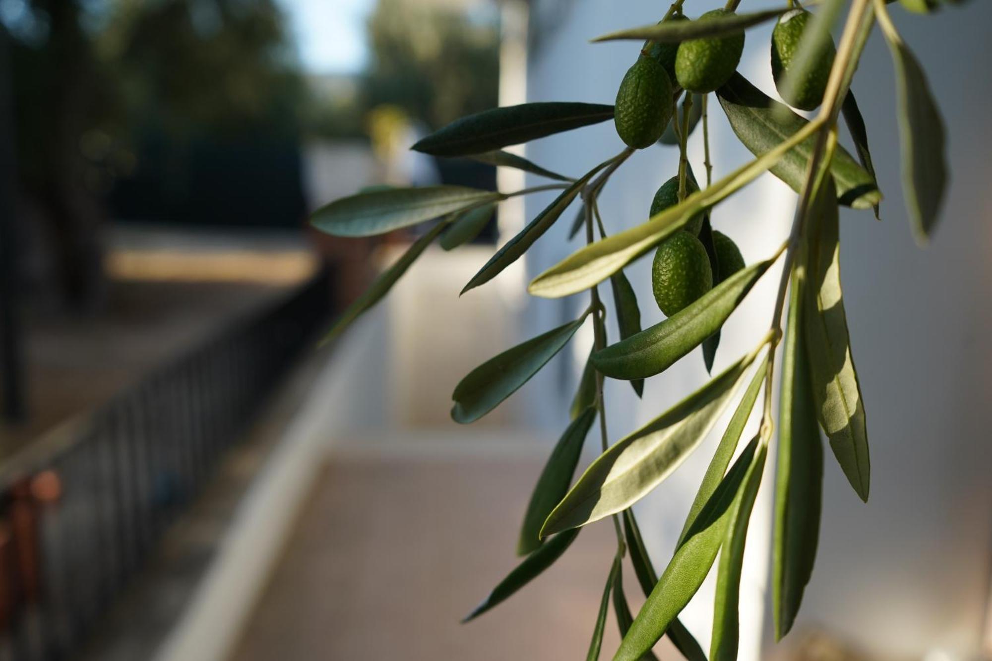 Olive&Sea Villa-Olive Mattinata Kültér fotó