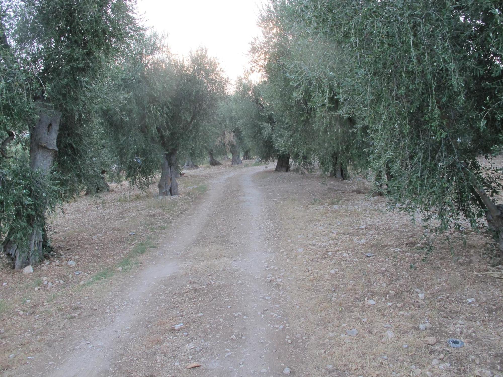 Olive&Sea Villa-Olive Mattinata Kültér fotó